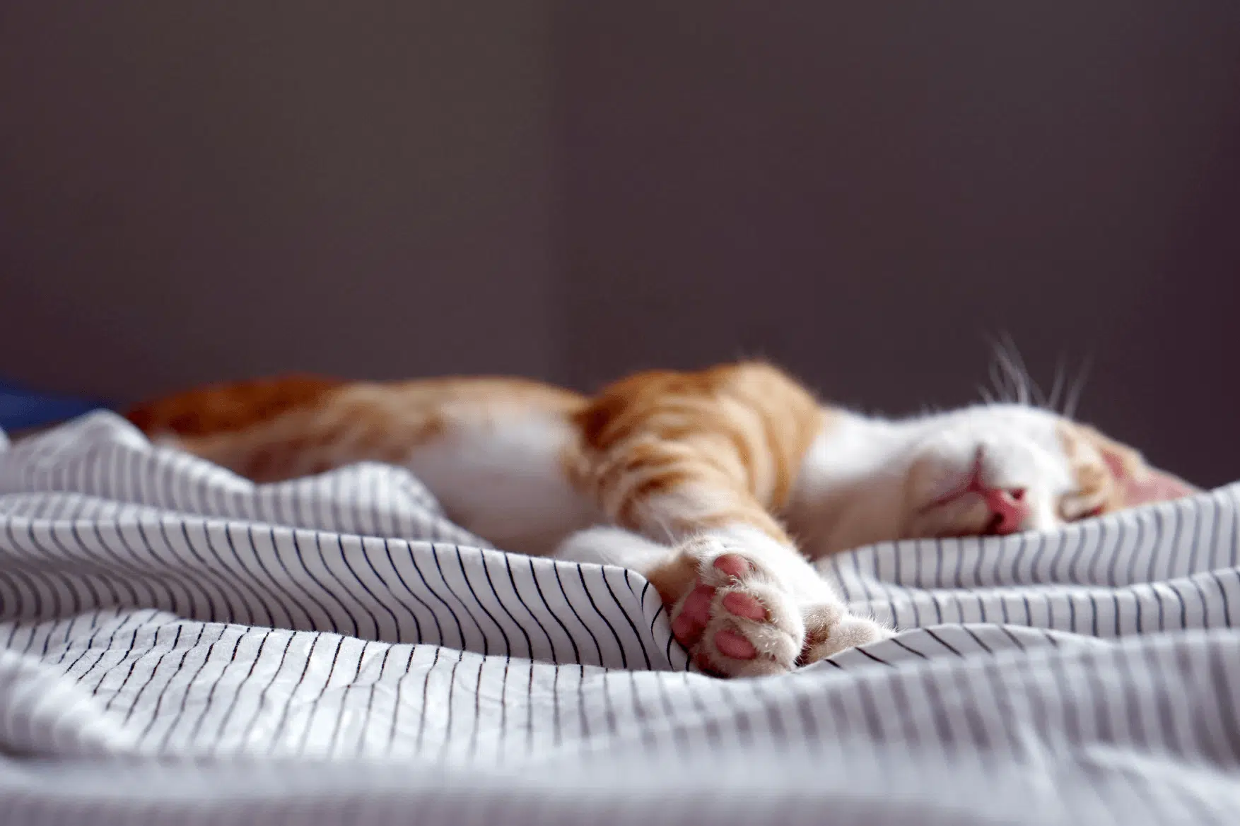 Get the rest you deserve